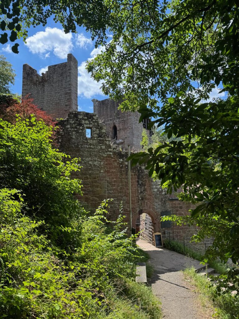 Der Pfälzerwald im Sommer