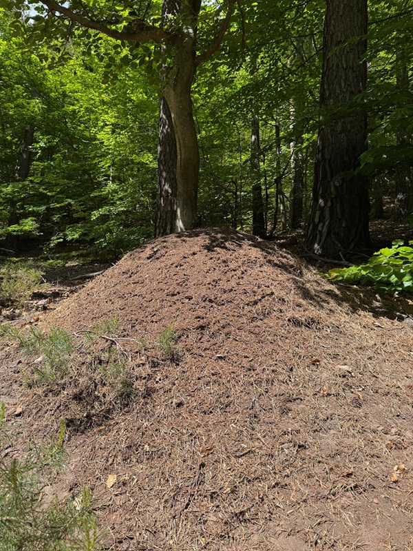 Ameisenhügel auf dem Weg zur Hellerhütte