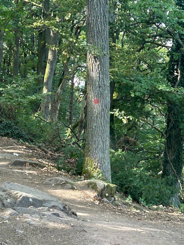 Genussvoll Wandern für Anfänger von der Burgruine Rietburg zum Hüttenbrunnen