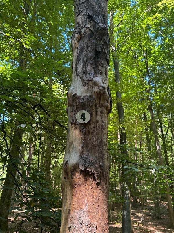 Wanderschild für Rundwanderweg Nummer Vier
