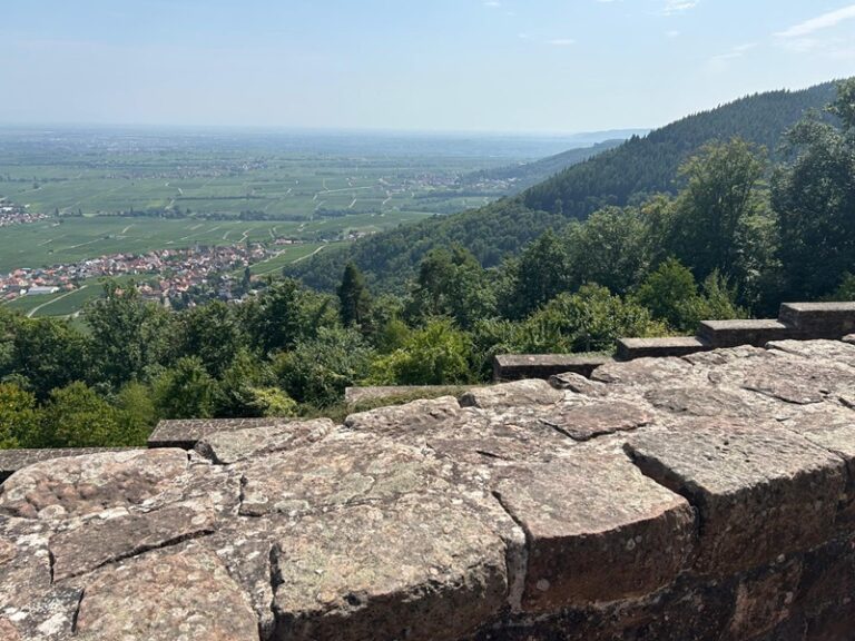 Pfälzerwald und Weinreben soweit das Auge reicht