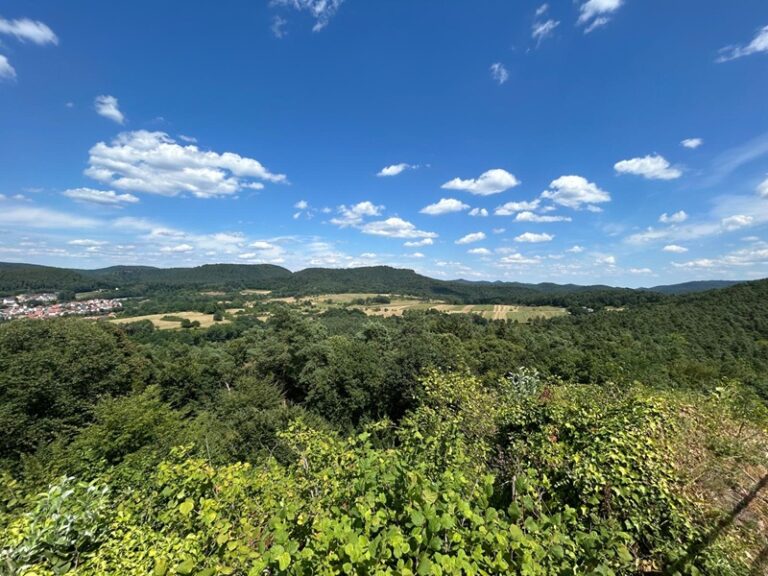 Pfälzerwald im Hochsommer