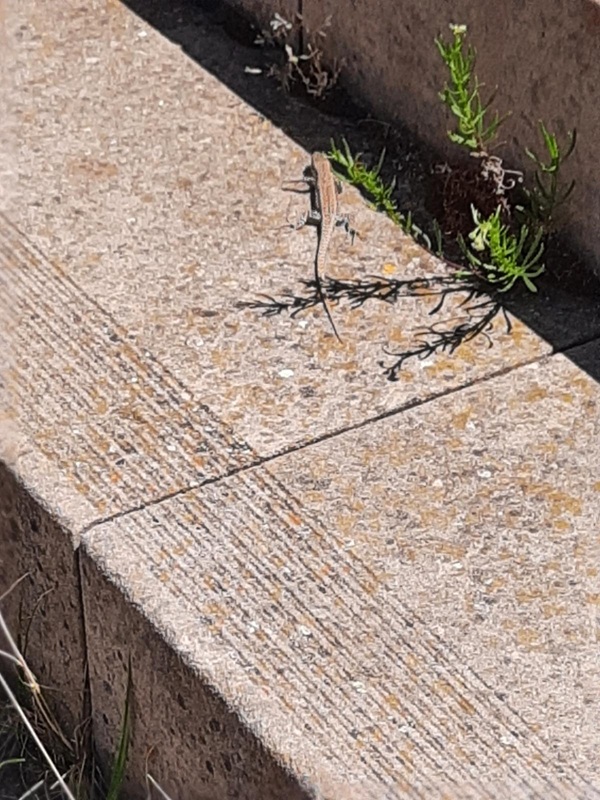 Pfälzerwald und Eidechsen