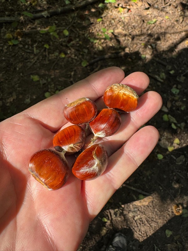 Esskastanien als Pfälzer Spezialität