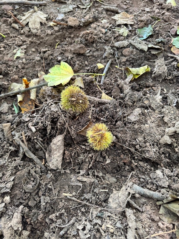 Esskastanien als Pfälzer Spezialität