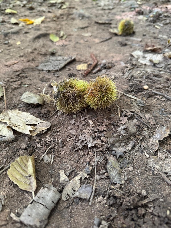 Esskastanien als Pfälzer Spezialität