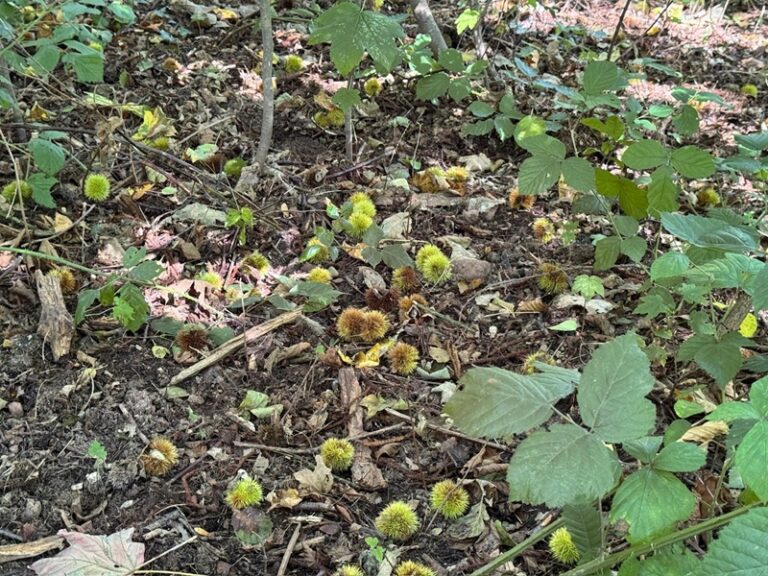 Esskastanien als Pfälzer Spezialität