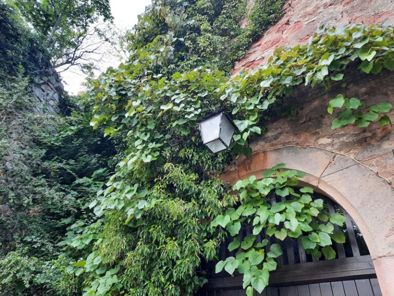 Pfälzerwald und Weinreben soweit das Auge reicht