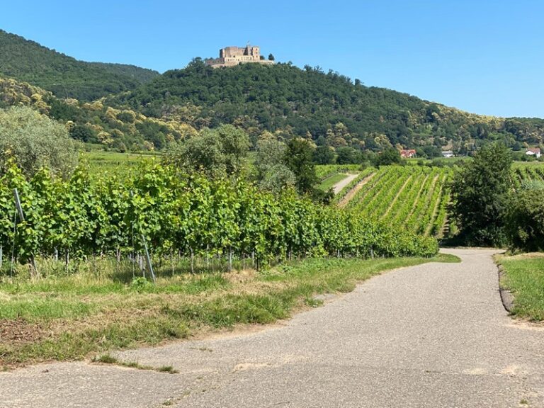 Auswandern und Neuanfang: Der Pfälzerwald