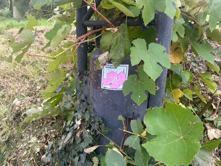 Wandern zur Madenburg