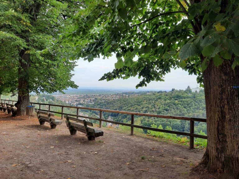 Pfälzerwald und Weinreben soweit das Auge reicht
