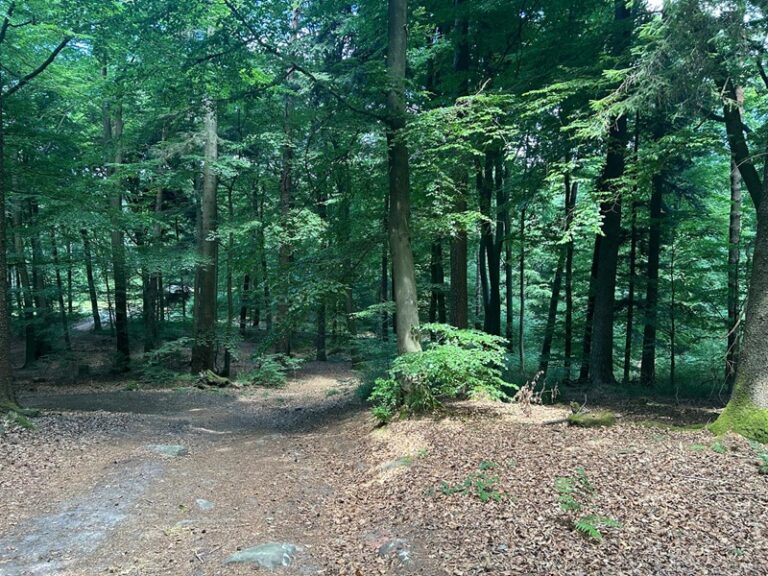 Pfälzerwald-Wanderung