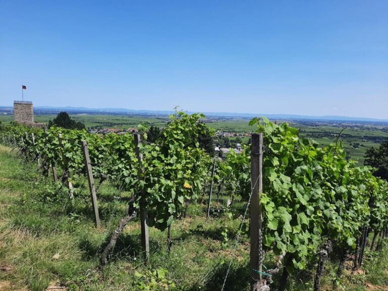 Pfälzerwald und Weinreben soweit das Auge reicht