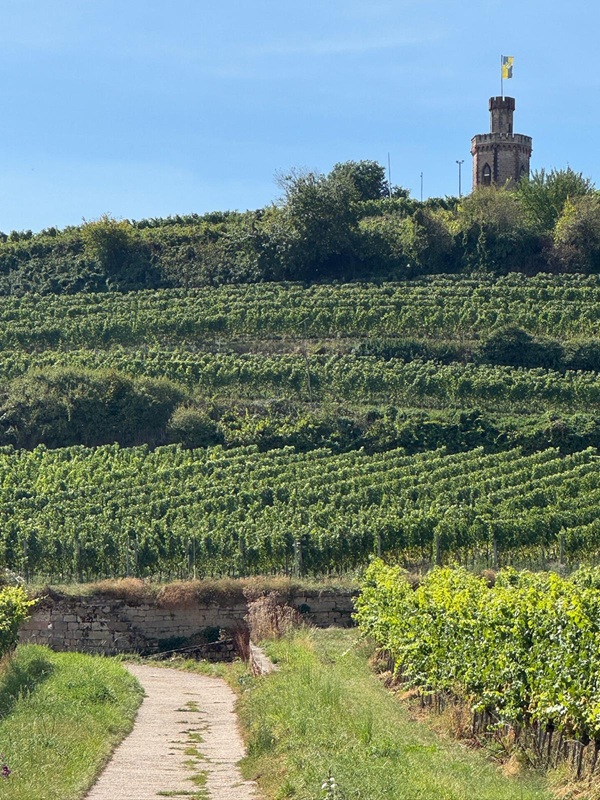 Gemütlich wandern zur Burgruine Wachtenburg ab Bad Dürkheim