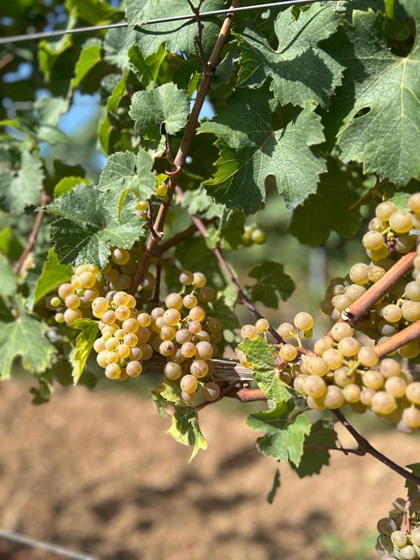 Pfälzerwald und Weinreben