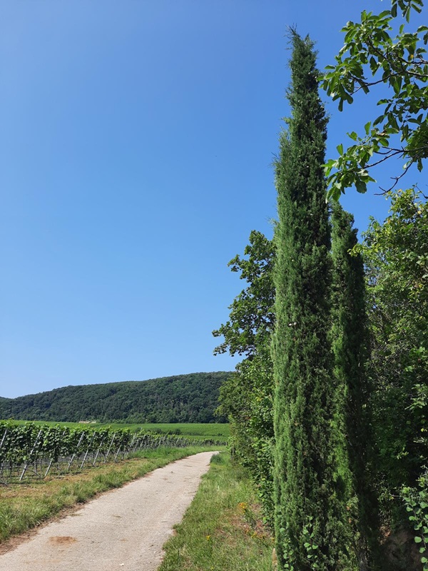 Pfälzerwald mit Zypressen