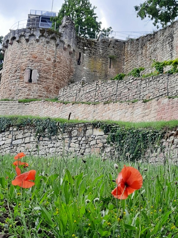 Pfälzerwald-Burgruine - hier: die Wachtenburg