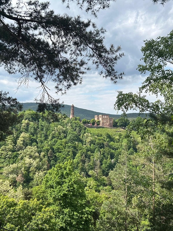 Pfälzerwald-Burgruinen - hier: Klosterruine Limburg