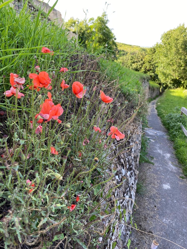 Pfälzerwald-Burgruinen - hier: Die Wachtenburg