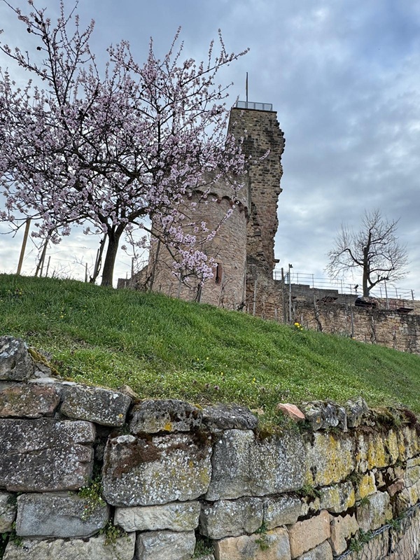 Pfälzerwald-Burgruinen - hier: Die Wachtenburg