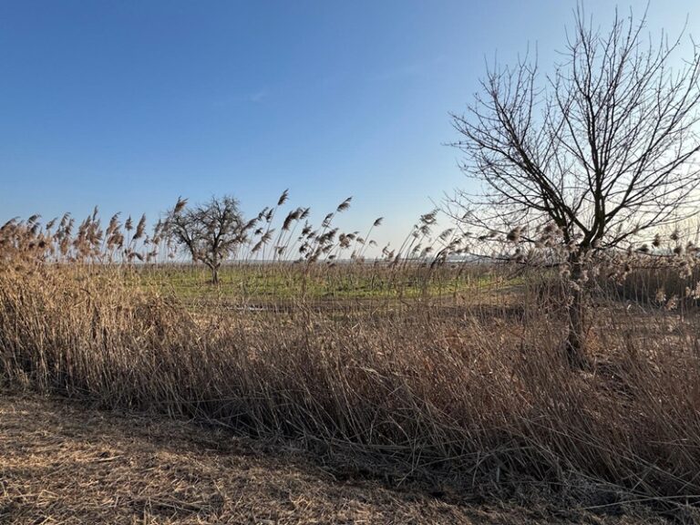 Weinwanderung in der Pfalz